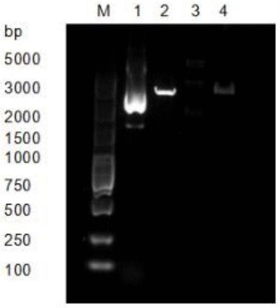 Nanometer antibody capable of specifically recognizing enterobacter sakazakii and application of nanometer antibody