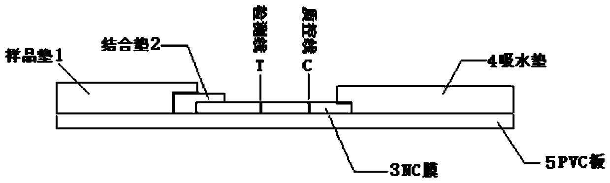 Preparation method of latex microsphere immunochromatography test paper based on moraxella catarrhalis surface protein