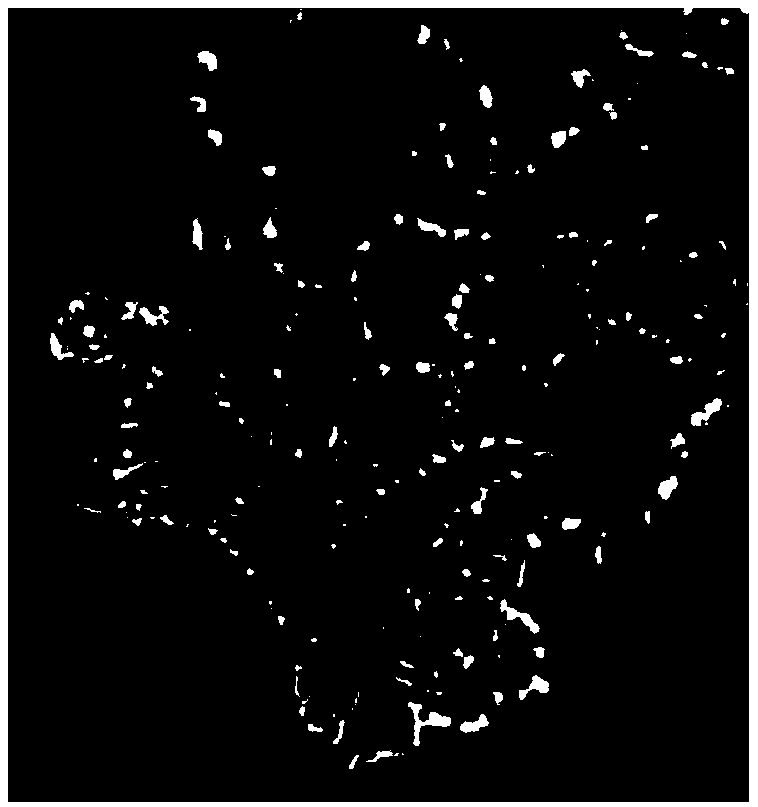 Preparation method of crocetin microemulsion and freeze-dried powder of crocetin microemulsion