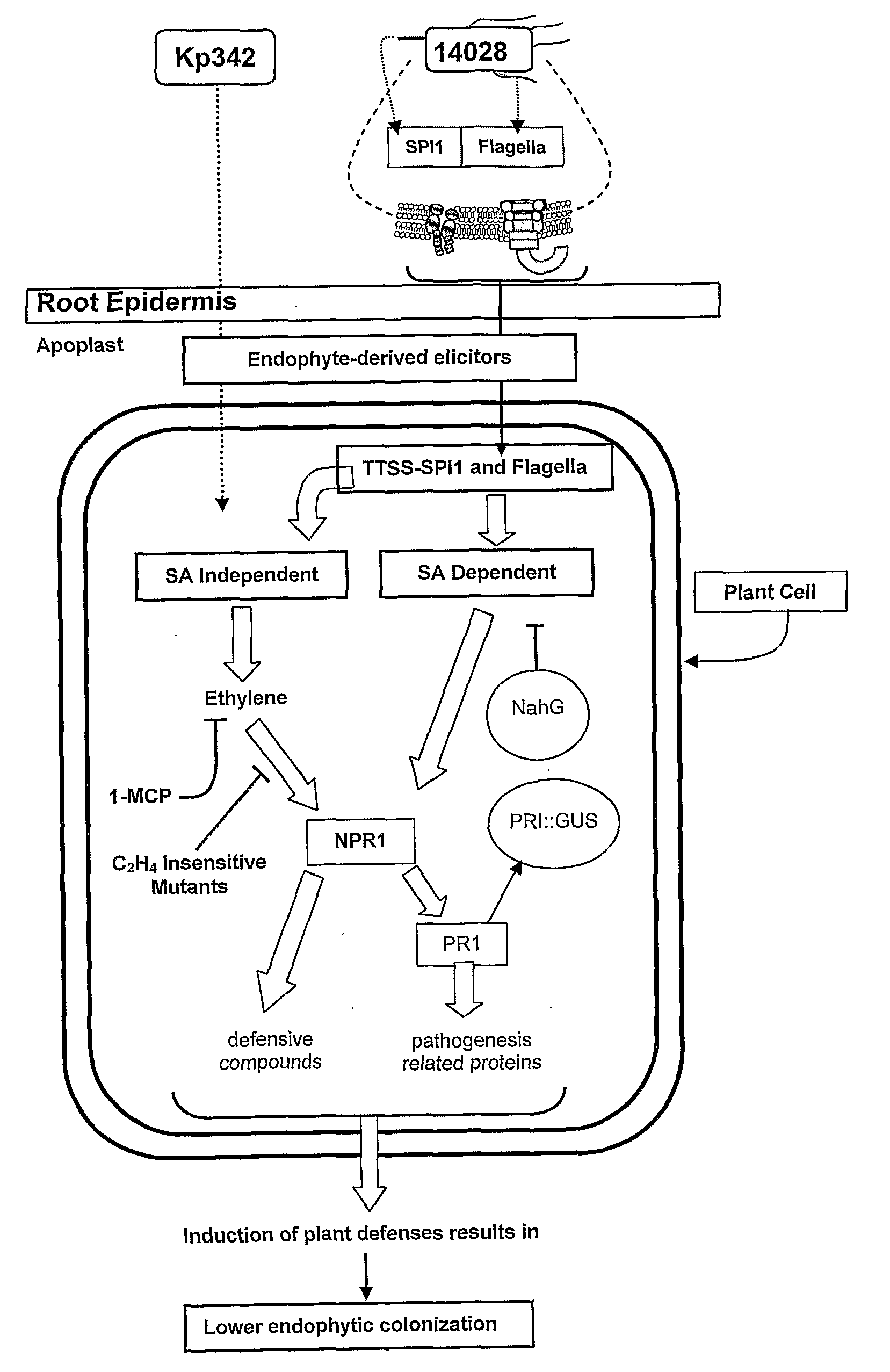 Materials and methods for enhancing nitrogen fixation in plants