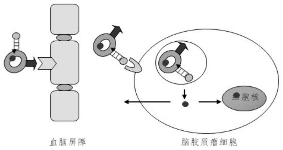 RI7217 and muscone co-modification DTX long-circulation lipidosome, preparation method and application