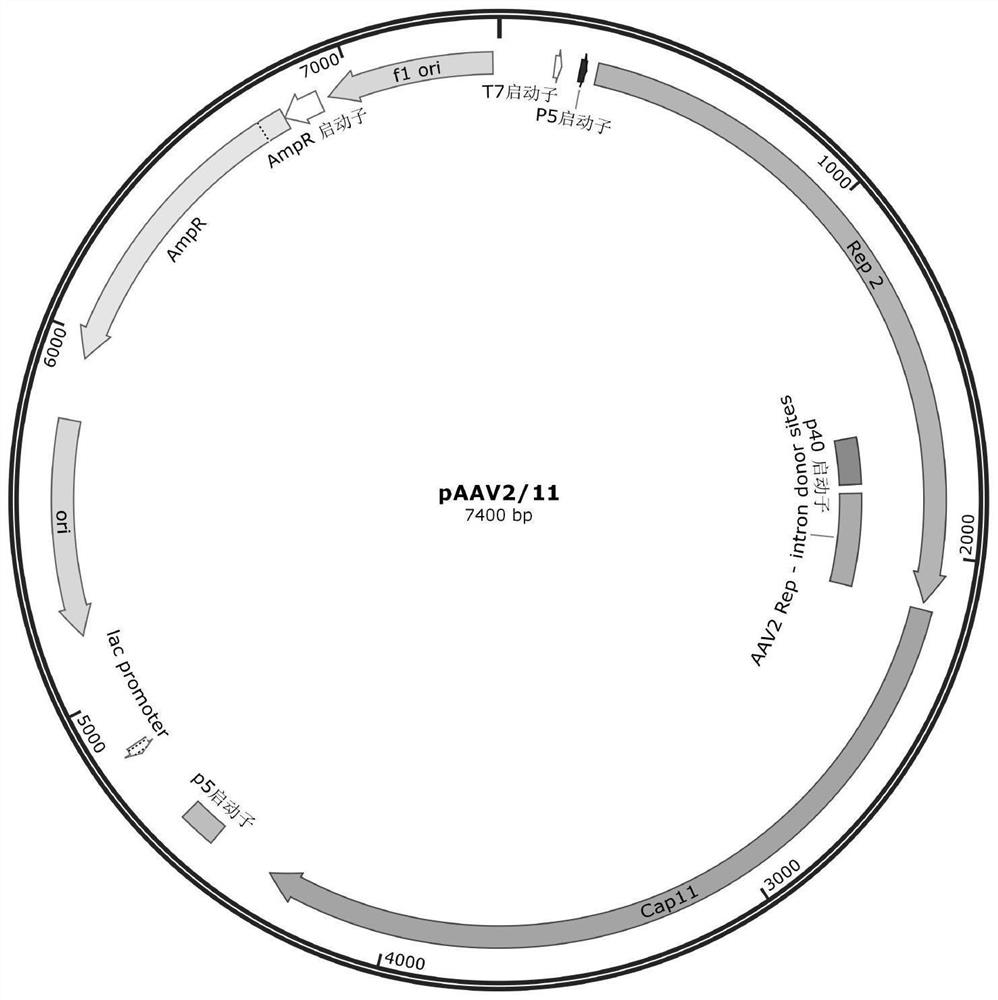 Recombinant adeno-associated virus packaging plasmid, recombinant adeno-associated virus and application of recombinant adeno-associated virus packaging plasmid