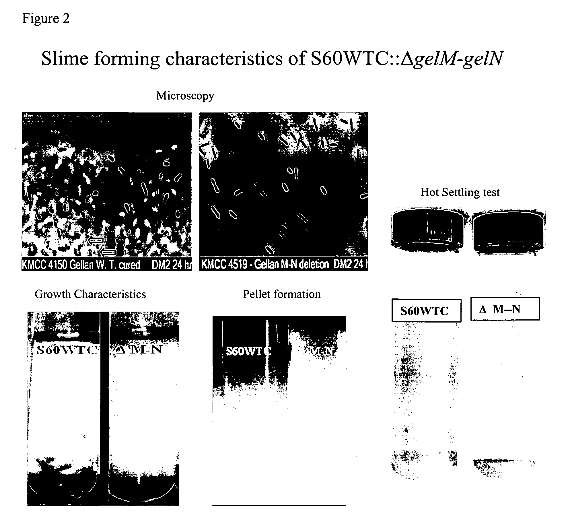 Targeted gene deletions for polysaccharide slime formers