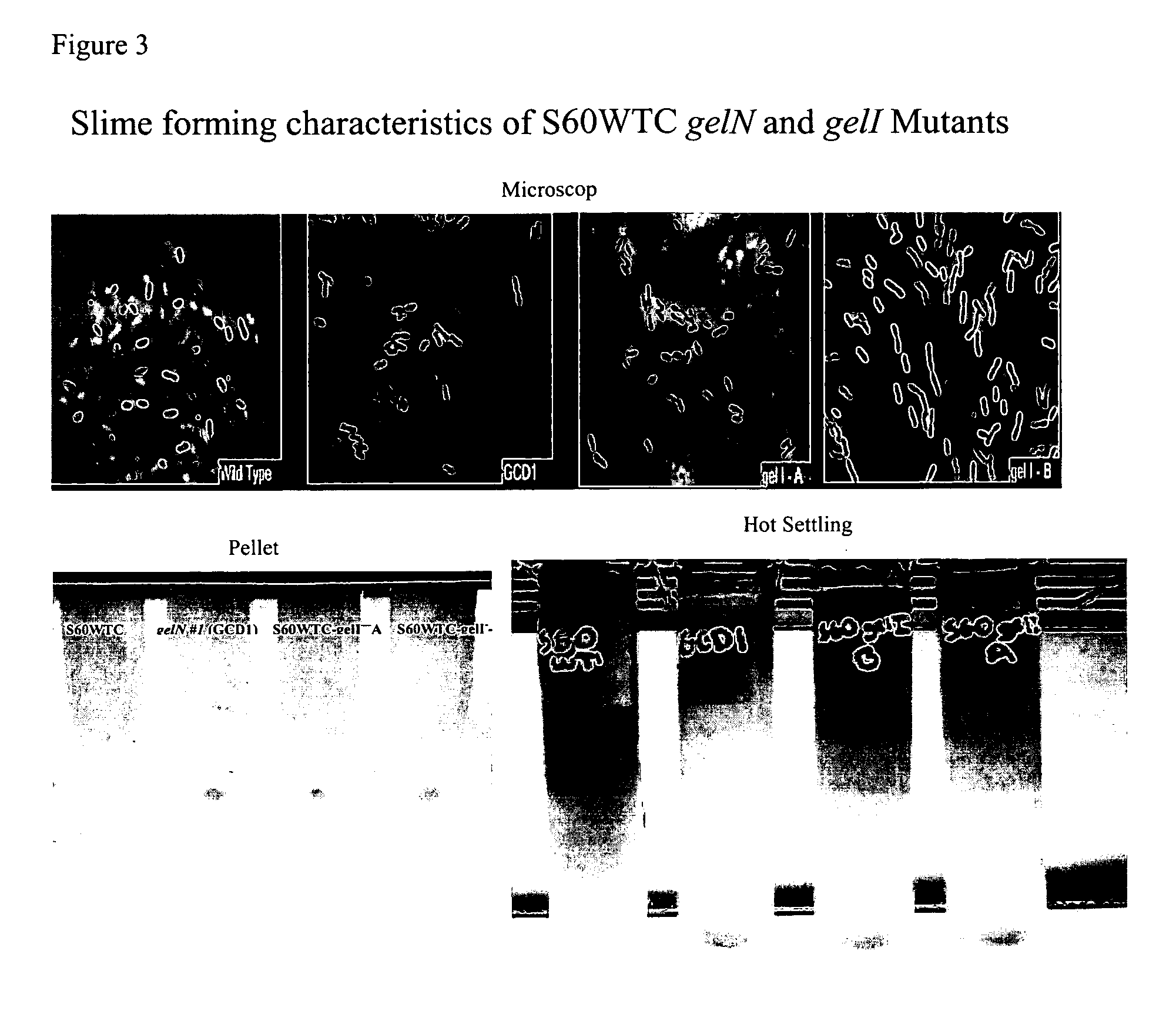 Targeted gene deletions for polysaccharide slime formers