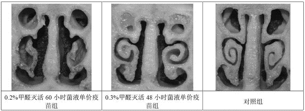 A method for detecting formaldehyde inactivation effect of toxin-producing Pasteurella multocida toxin by using Vero cells