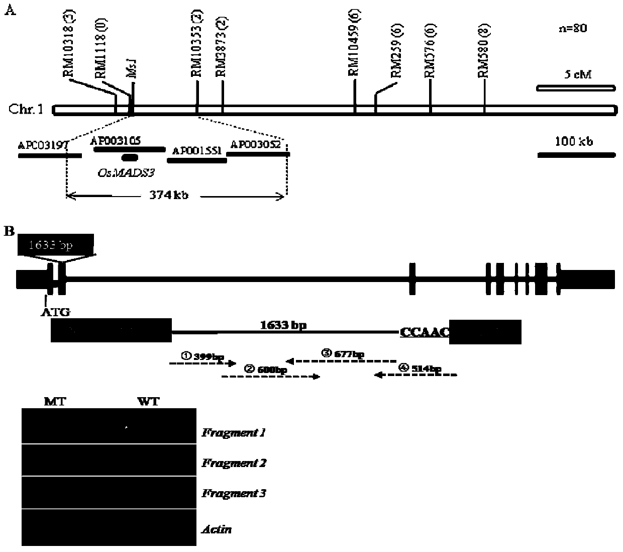 Identification and utilization method of a broad-compatibility recessive sterile line in rice