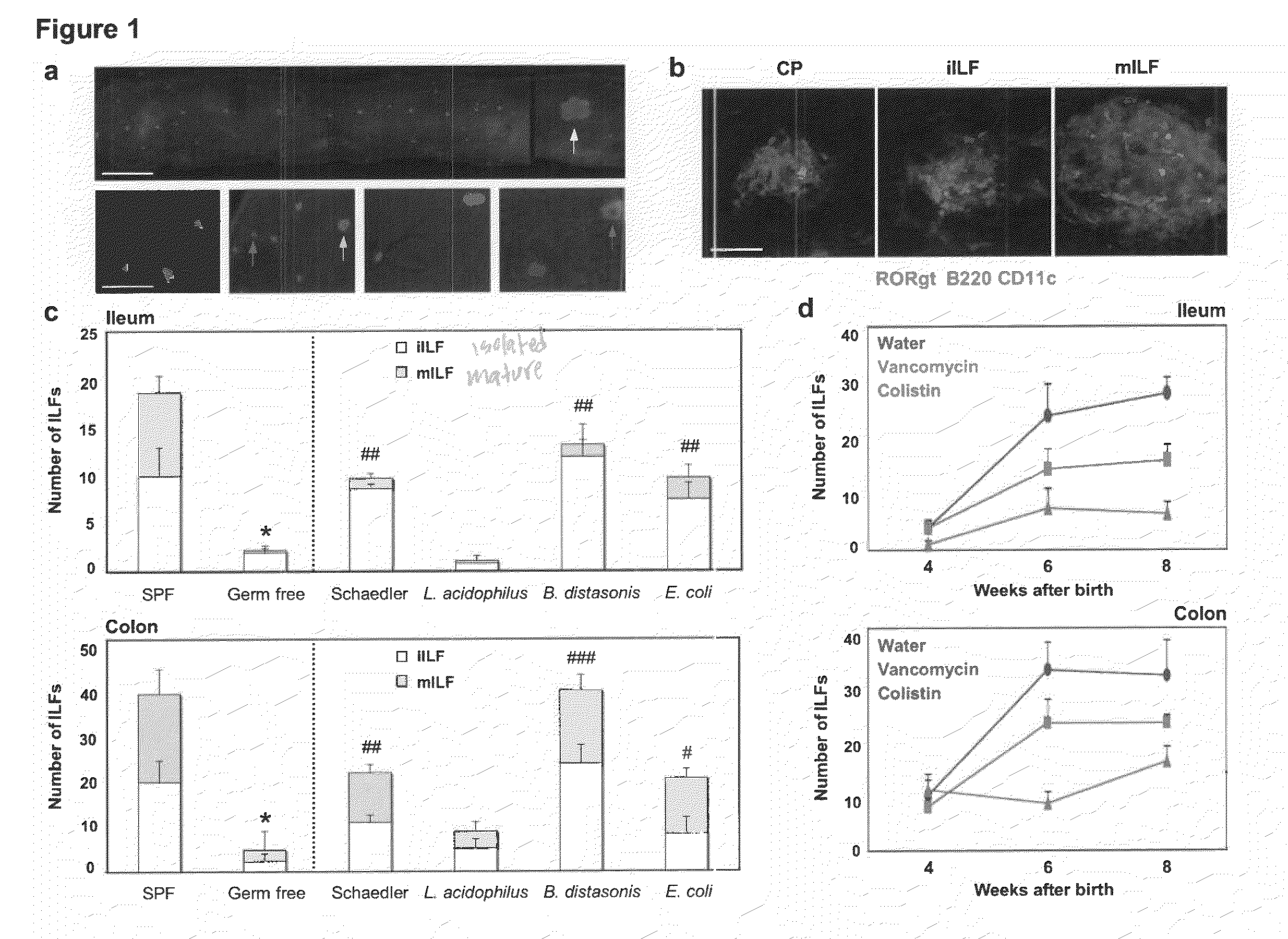 Method for inducing lymphoid tissue and modulating intestinal homeostasis