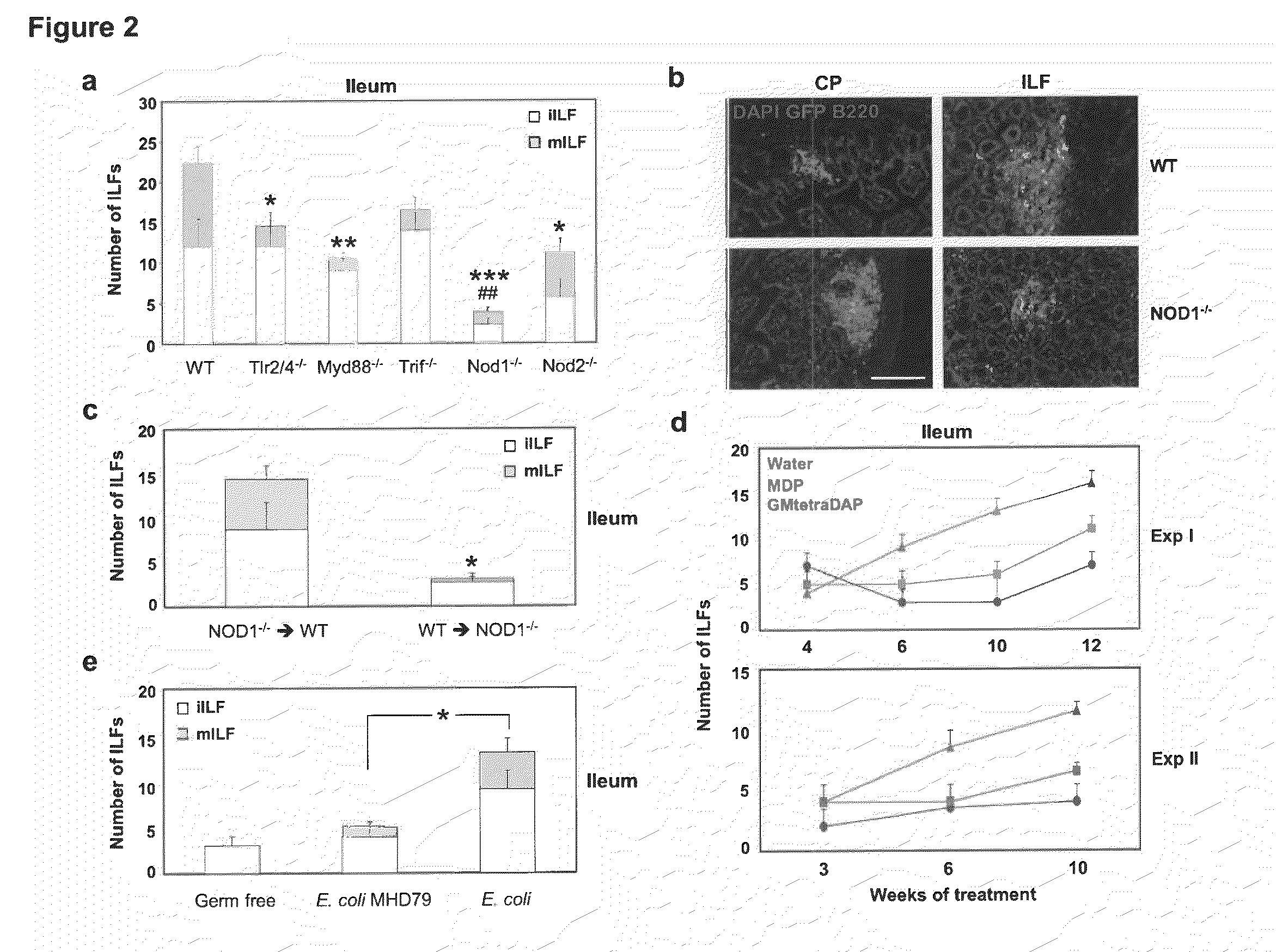 Method for inducing lymphoid tissue and modulating intestinal homeostasis