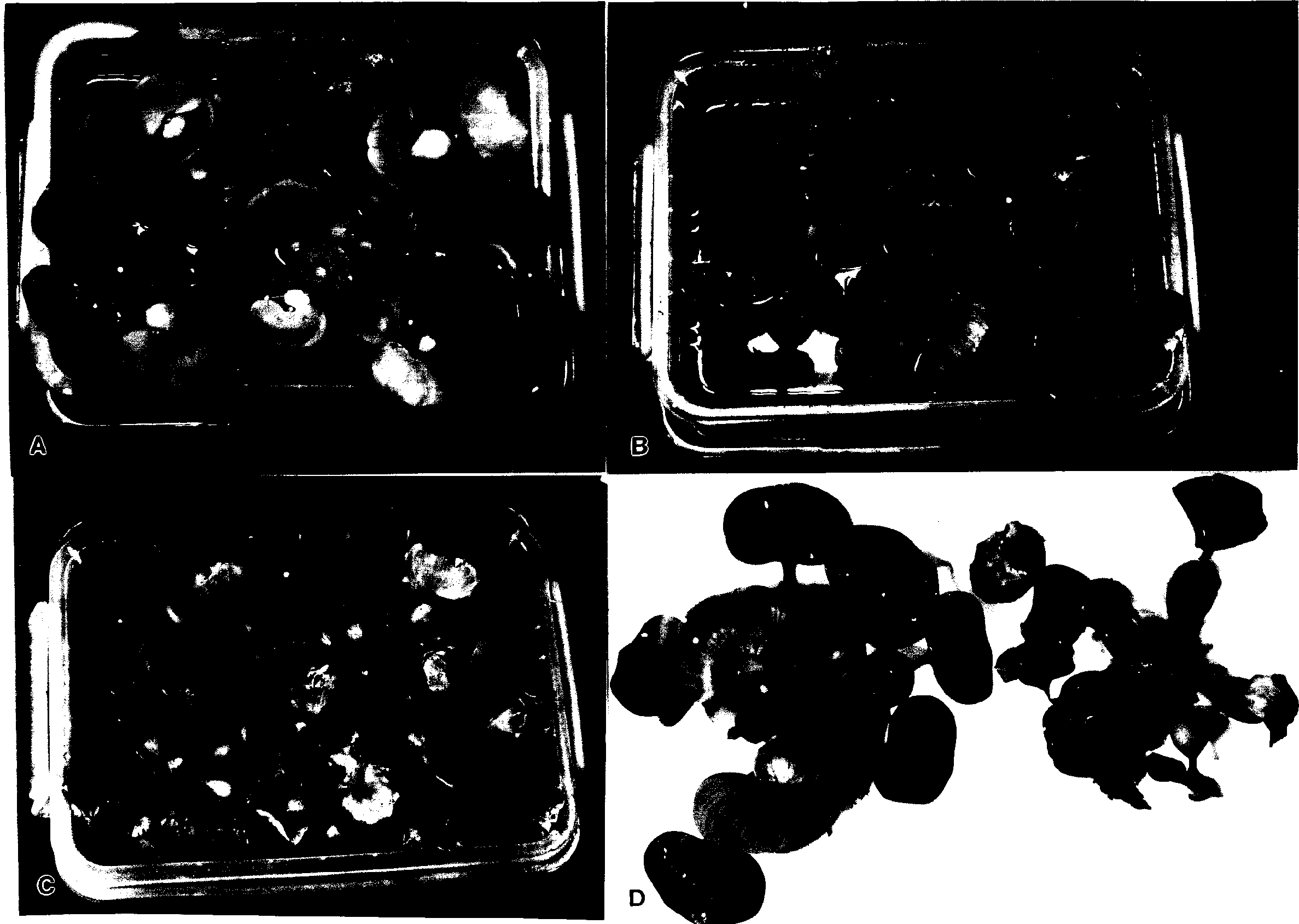 Water hyacinth biological inhibitor and its preparing method