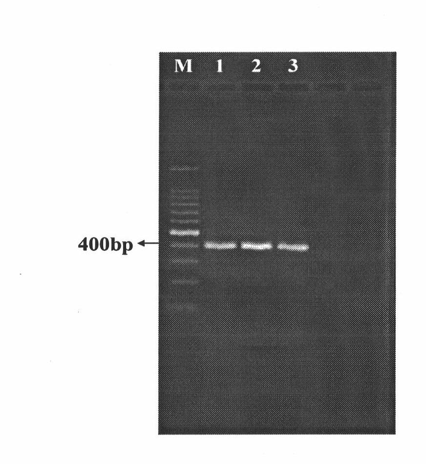 Method for rapidly identifying opogona sacchari (entry plant quarantine pest)