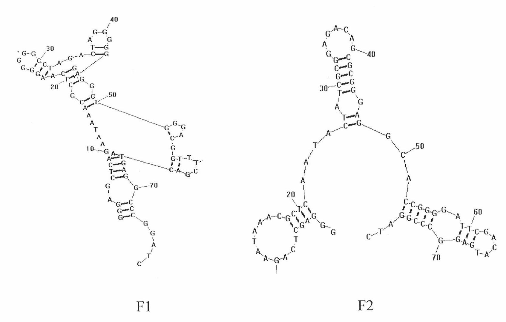 Nucleic acid aptamer capable of specifically recognizing Listeria monocytogenes, screening method and application thereof