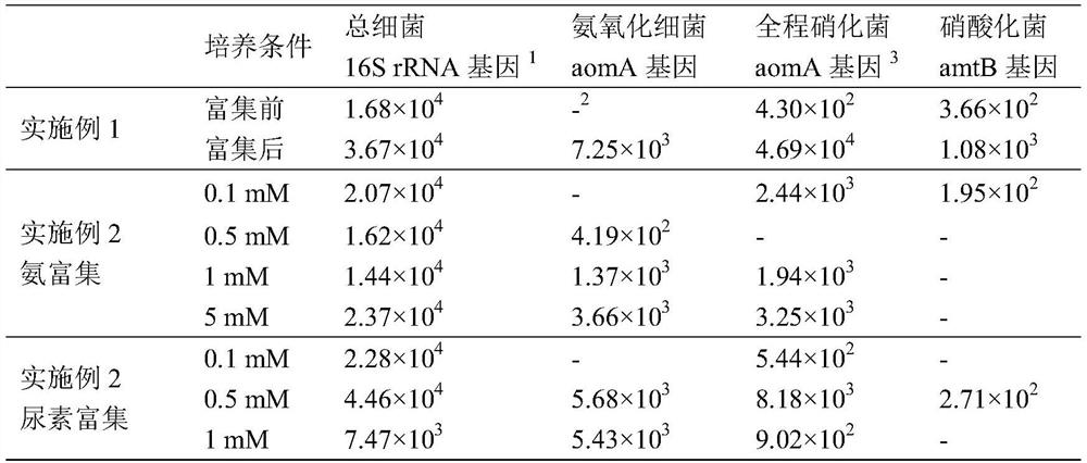 Enrichment culture method of whole-process nitrifying bacteria