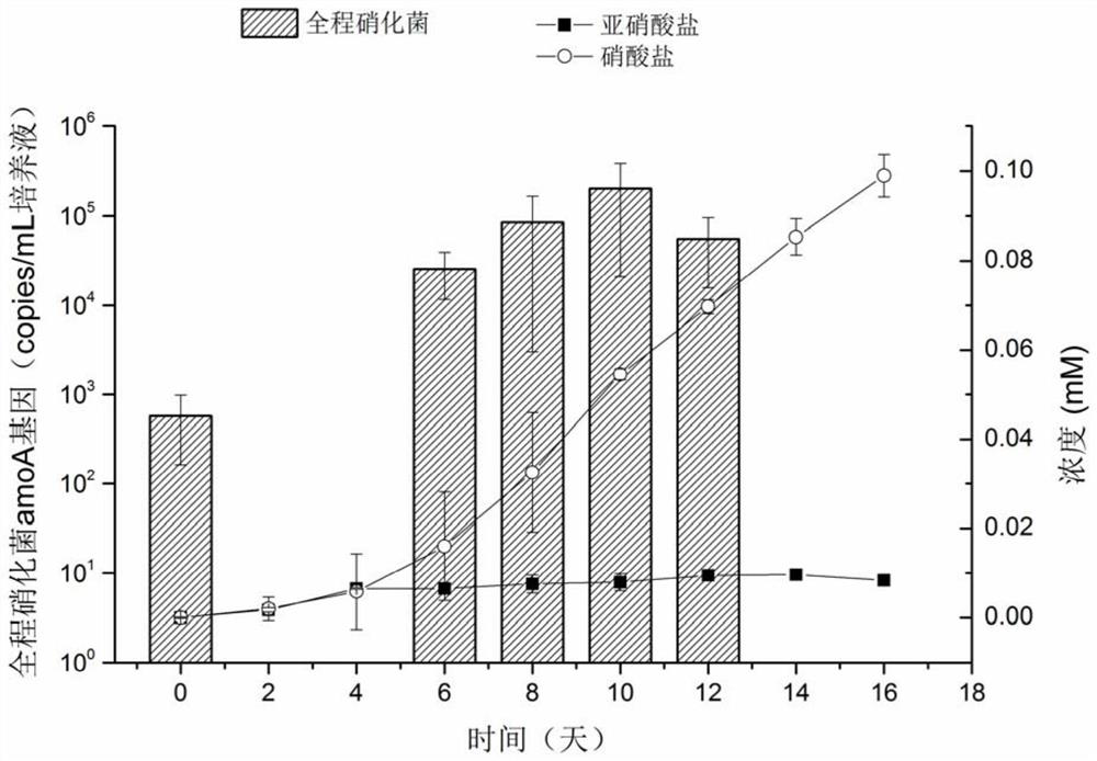 Enrichment culture method of whole-process nitrifying bacteria