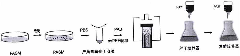 Physical stimulation method for increasing yield of penicillin