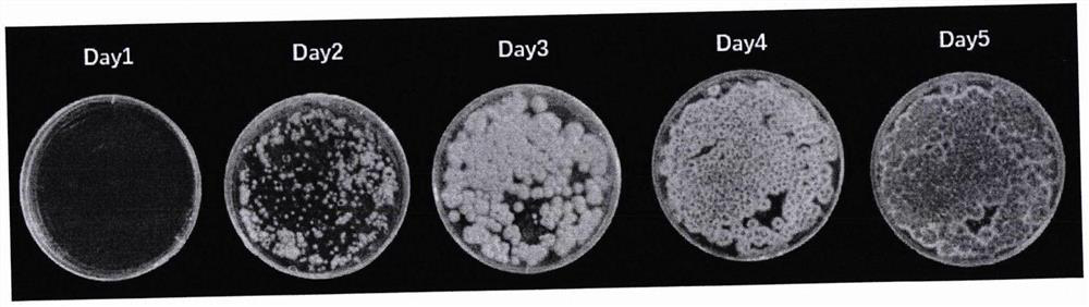 Physical stimulation method for increasing yield of penicillin