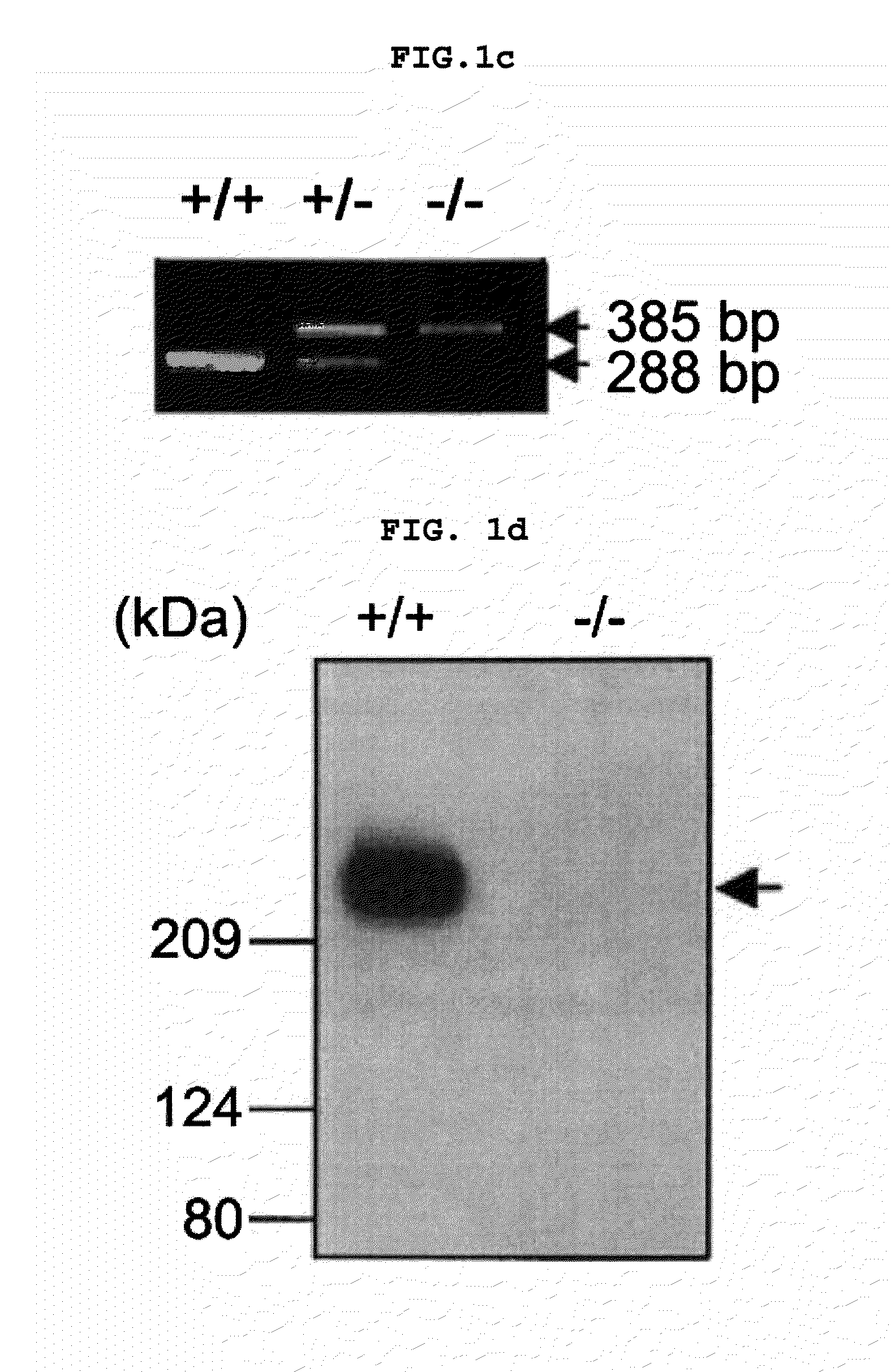 Transgenic mouse whose genome comprises a homozygous disruption of its α1G gene, a method of preparing the same and use thereof