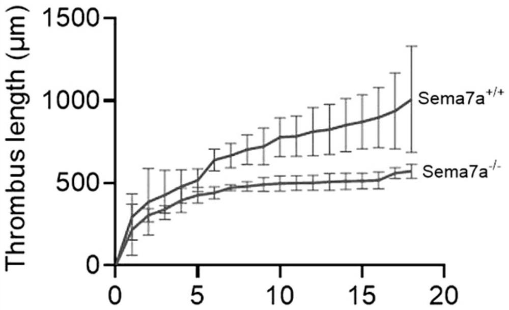 Application of Semaphorin7A monoclonal antibody in preparation of medicine for treating thrombus and cerebrovascular diseases