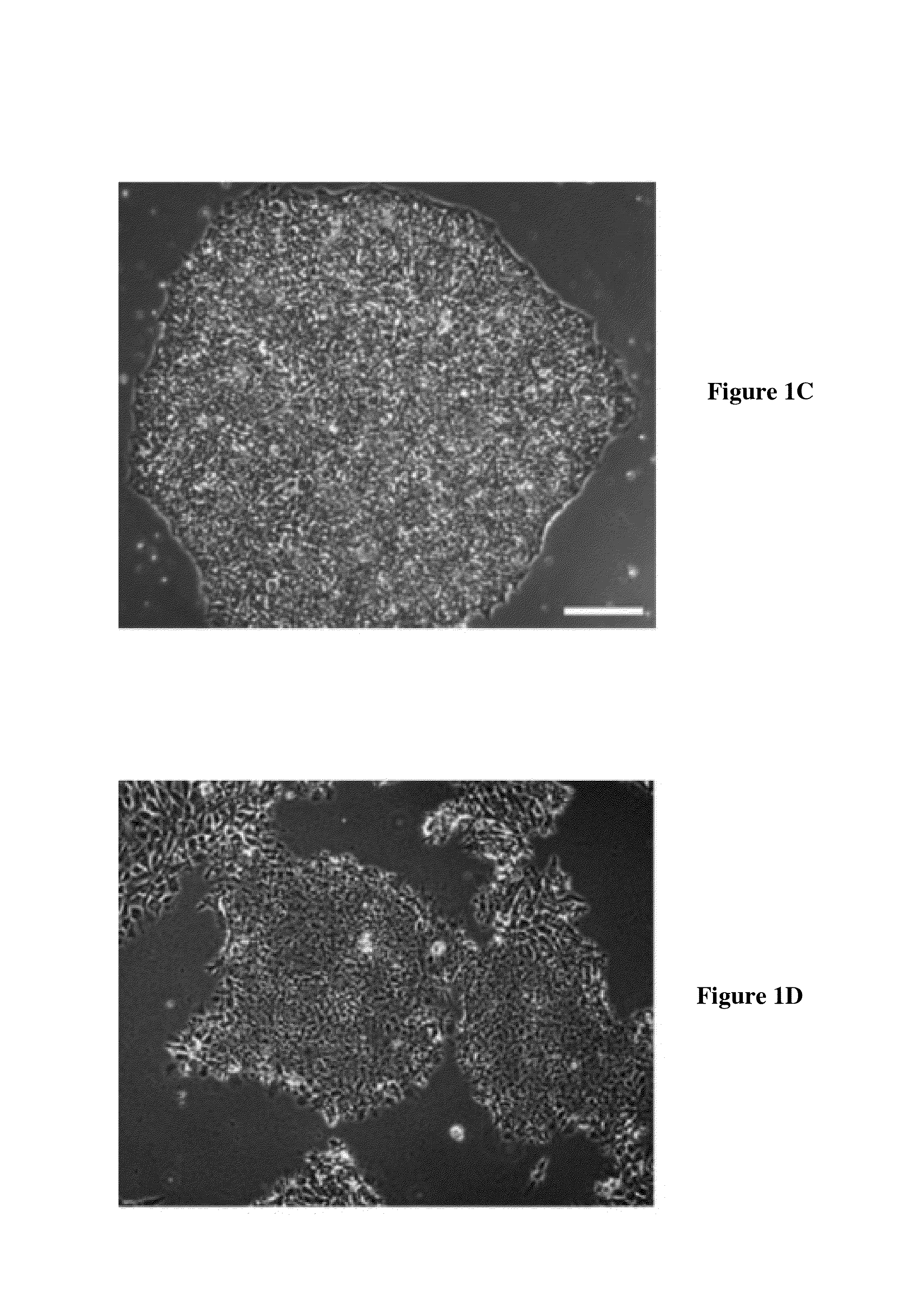 Synthetic matrices for self-renewal and expansion of stem cells