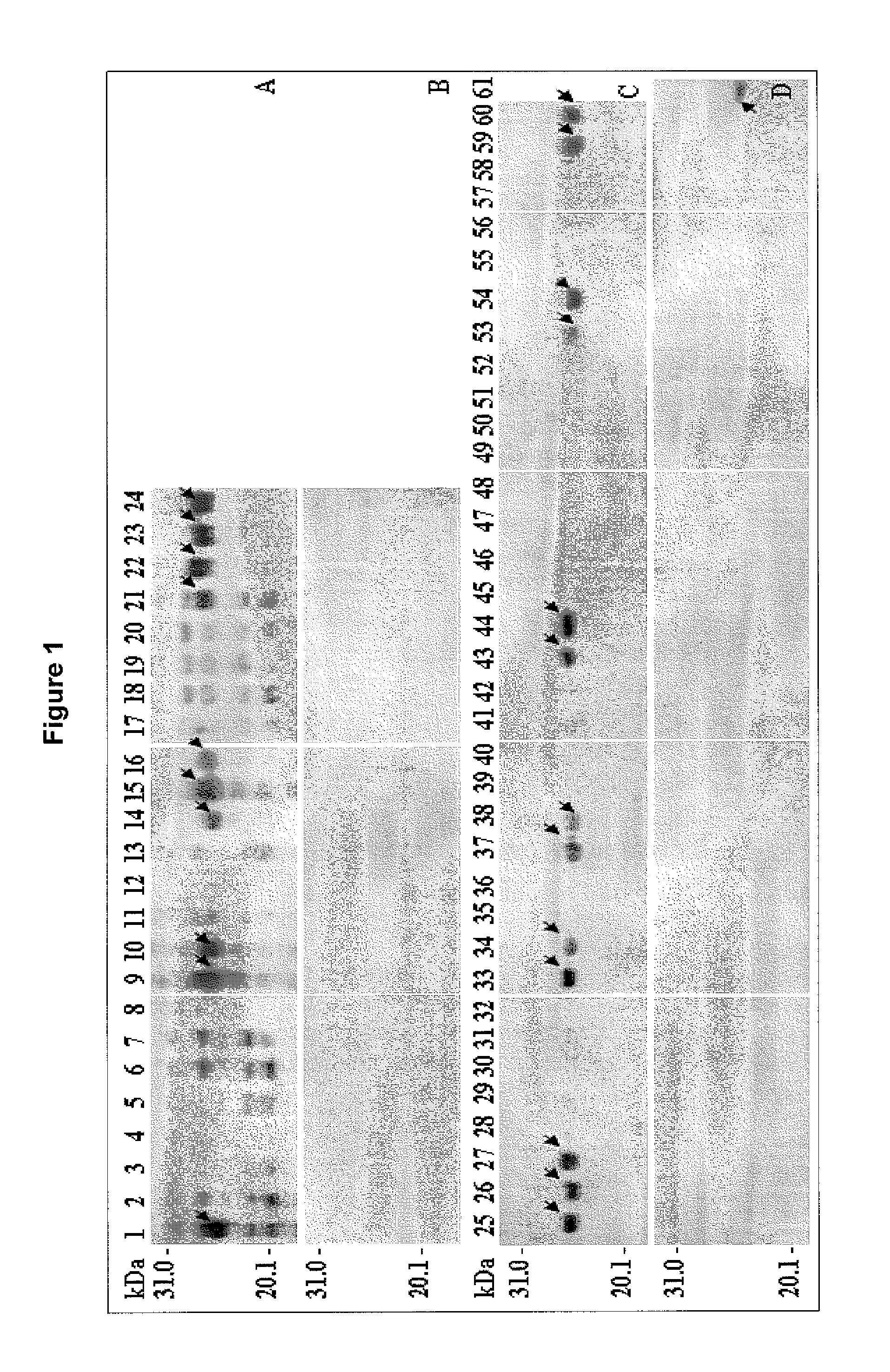 Minimal motifs of linear B-cell epitopes in L1 protein from human papillomavirus type 58 and their applications