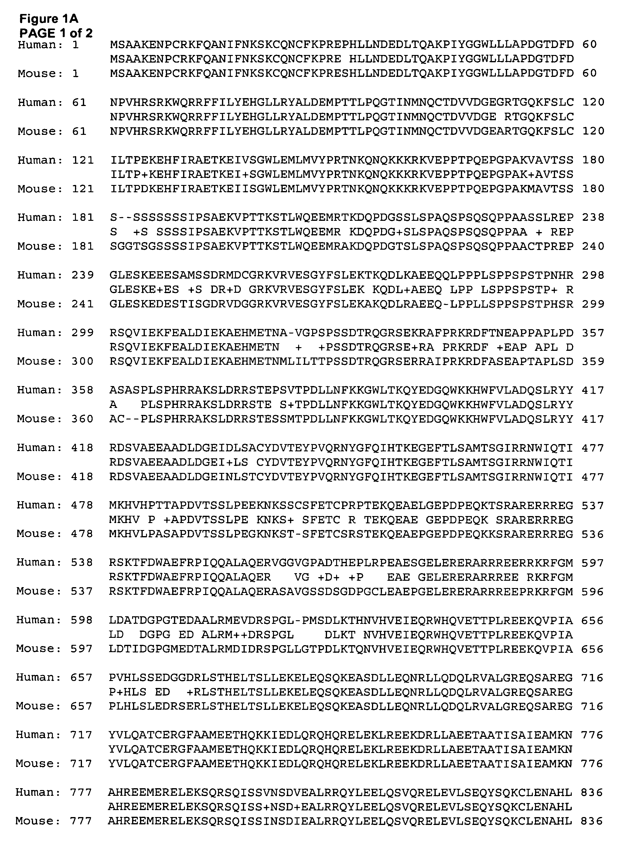 Compositions involving M-RIP, and related methods for screening for anti-hypertensive agents, and uses thereof