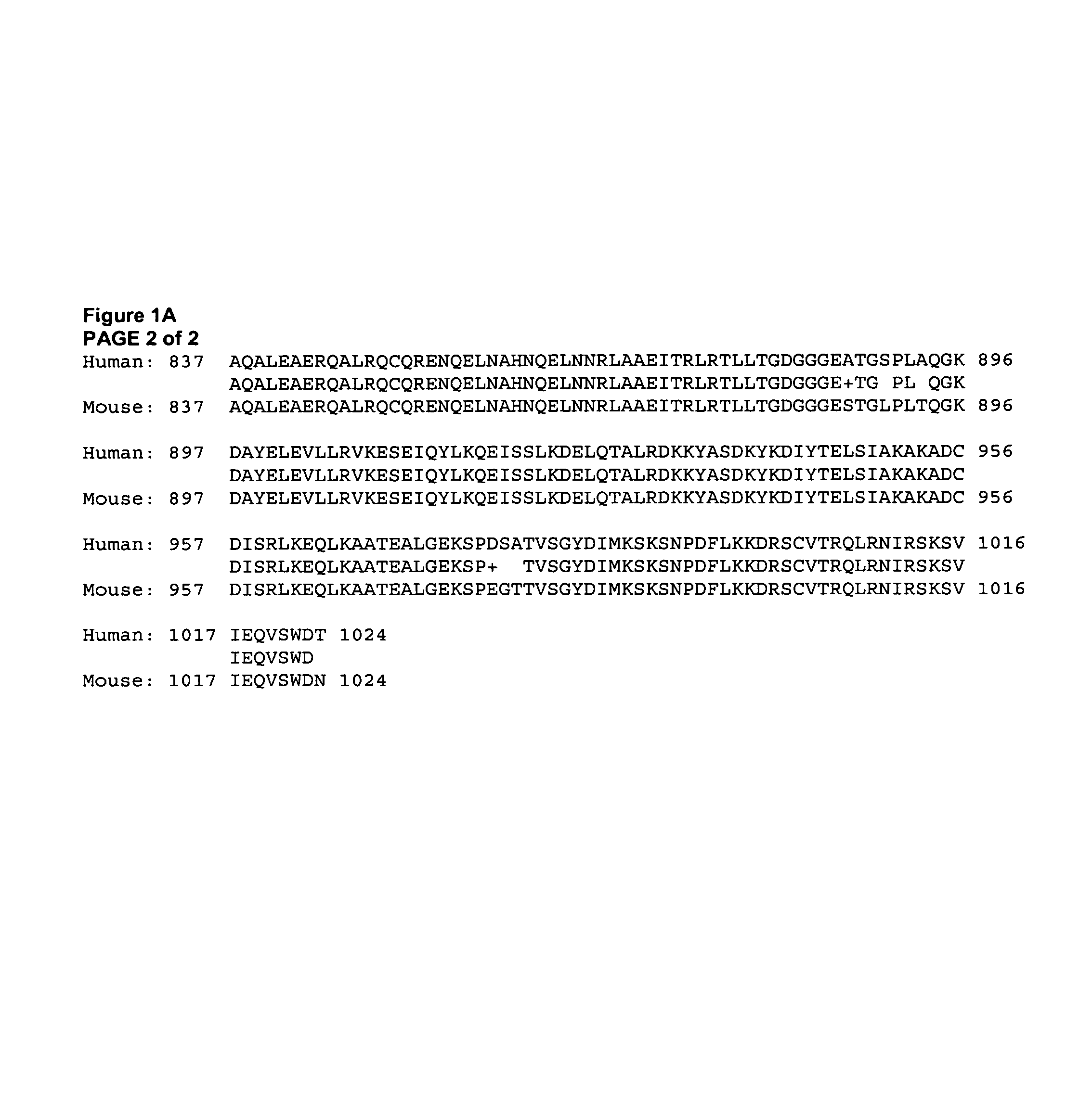 Compositions involving M-RIP, and related methods for screening for anti-hypertensive agents, and uses thereof