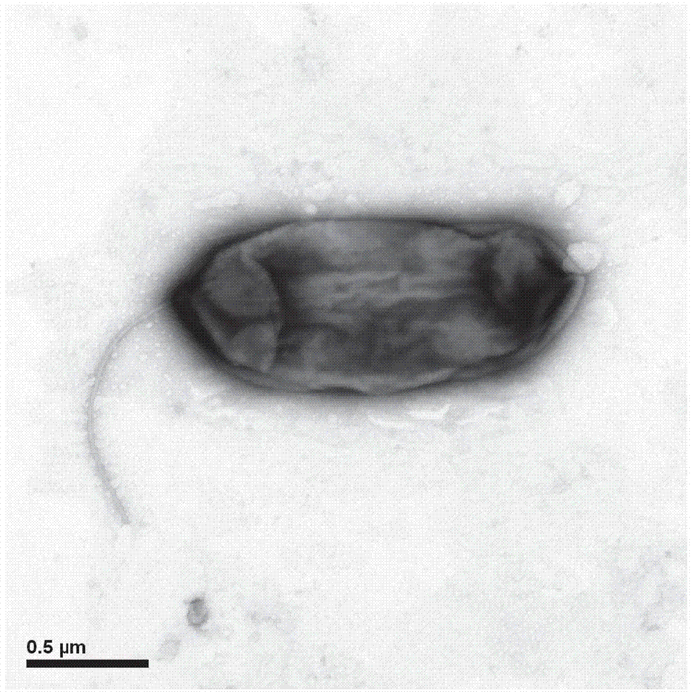 Achromobacter sp. D-12 and application thereof in microbial degradation of acetochlor