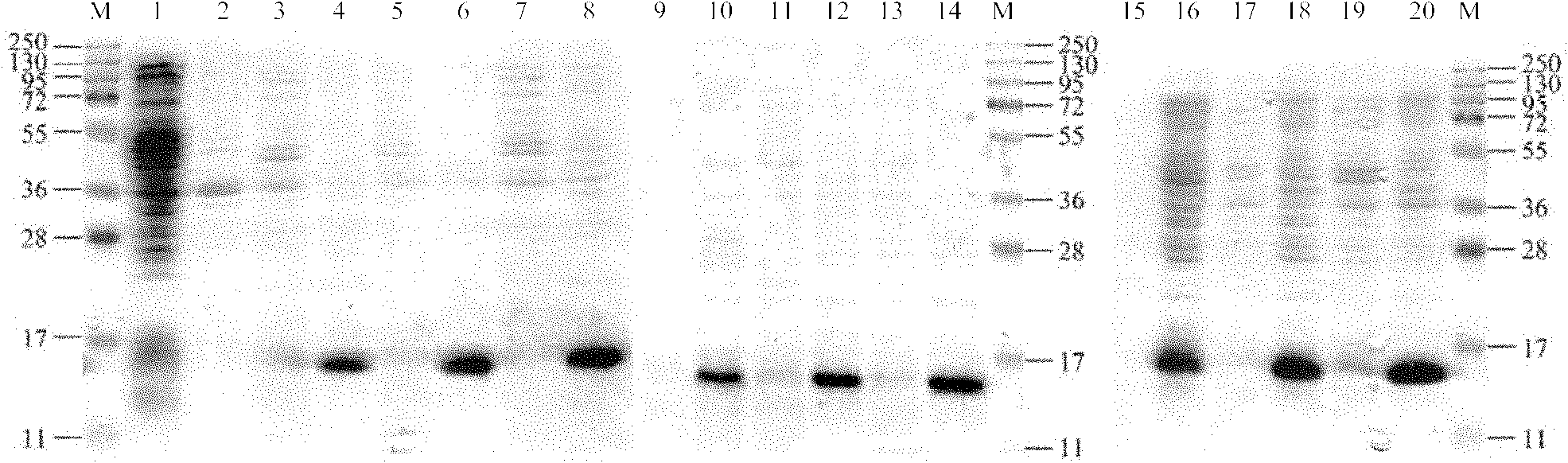 Human derived heavy chain variable region possessing human vascular endothelial growth factor binding activity