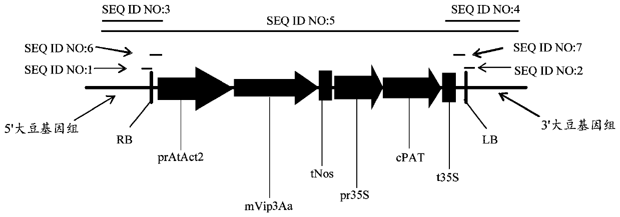 Nucleic acid sequence for detecting soybean plant DBN8002 and detection method thereof