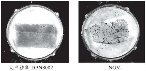 Nucleic acid sequence for detecting soybean plant DBN8002 and detection method thereof