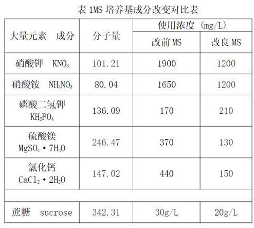 Novel tissue culture seedling growing method for one-step seedling growing by utilizing polygala tenuifolia