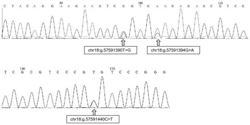 Application of SNP molecular marker in identification of high-reproductive-performance dairy cows and assisted breeding