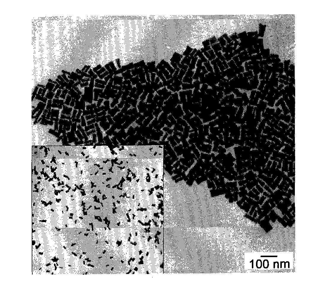 Gold nanorod immunoprobe, and preparation method and application thereof