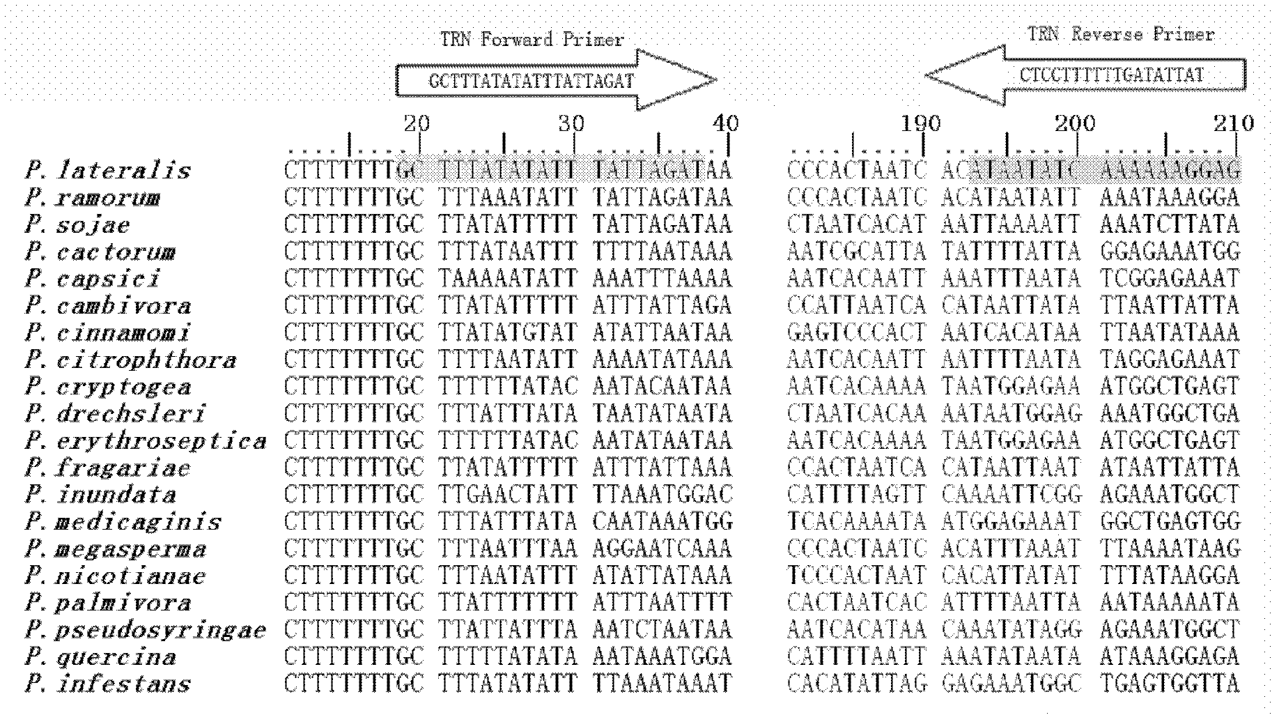 Molecular detection method for Edrus deodara (Roxb) Lobd blight and primers therefor