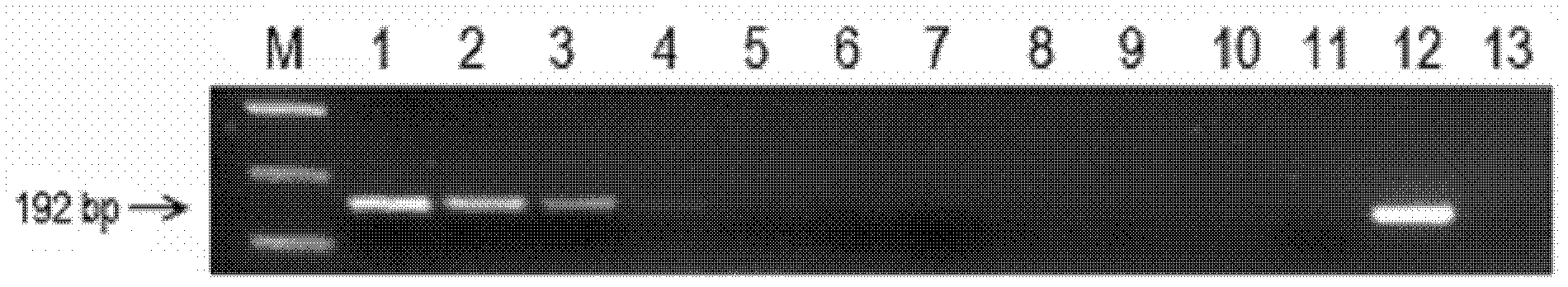 Molecular detection method for Edrus deodara (Roxb) Lobd blight and primers therefor