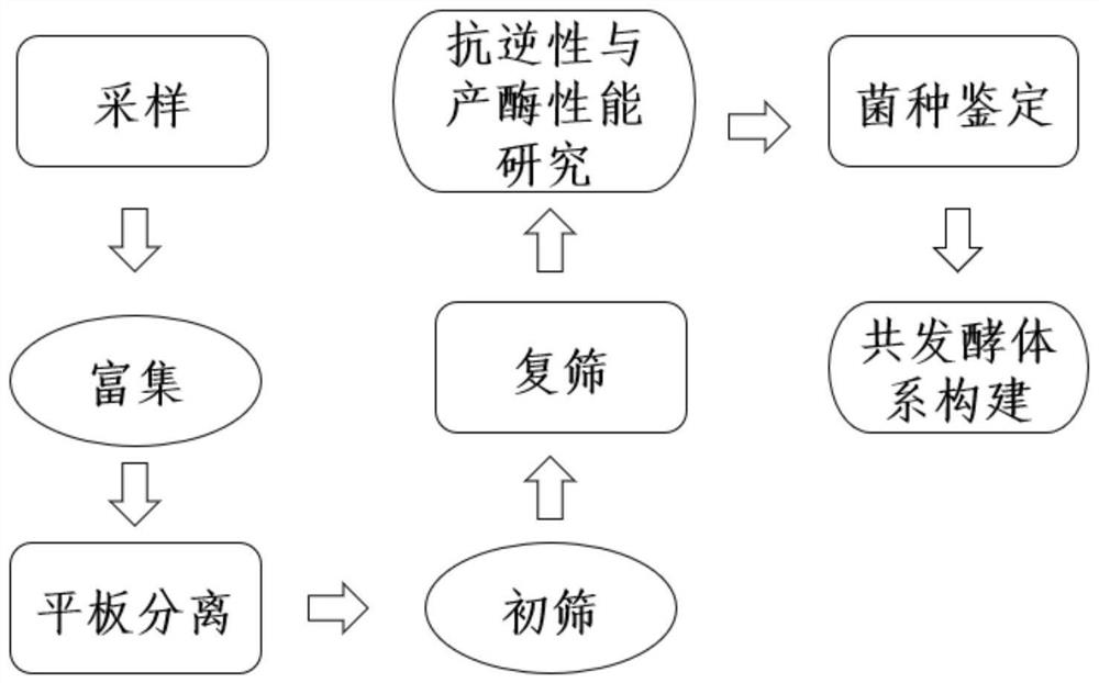 Bacillus and application thereof