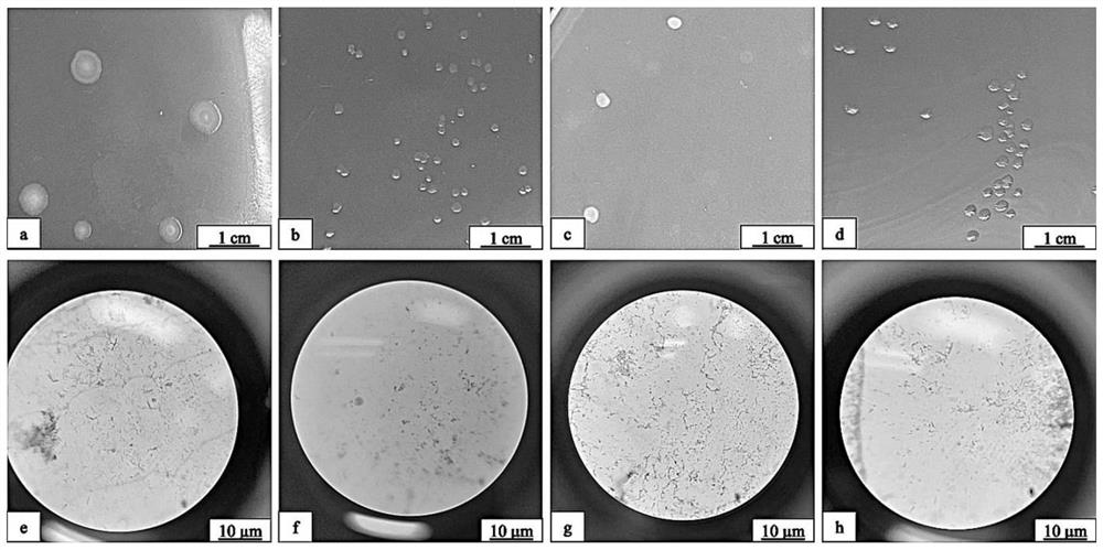 Bacillus and application thereof