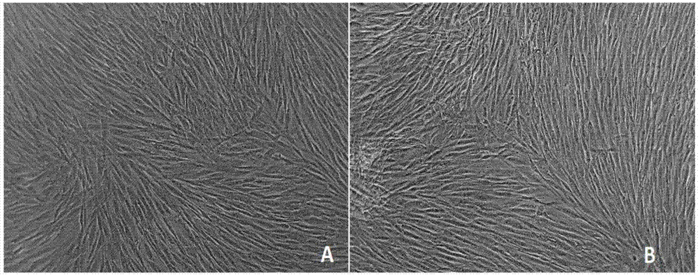 A wound-adhesive artificial active tissue constructed with serum-free and bovine pituitary extract culture fluid and its construction method