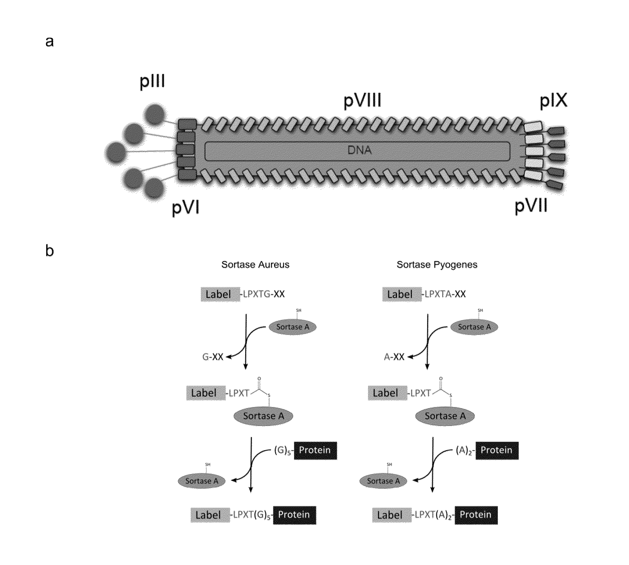 Sortase-mediated modification of viral surface proteins