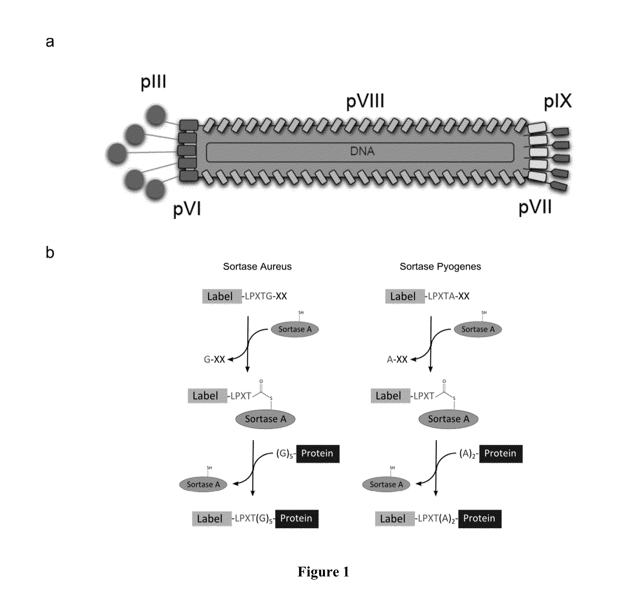 Sortase-mediated modification of viral surface proteins