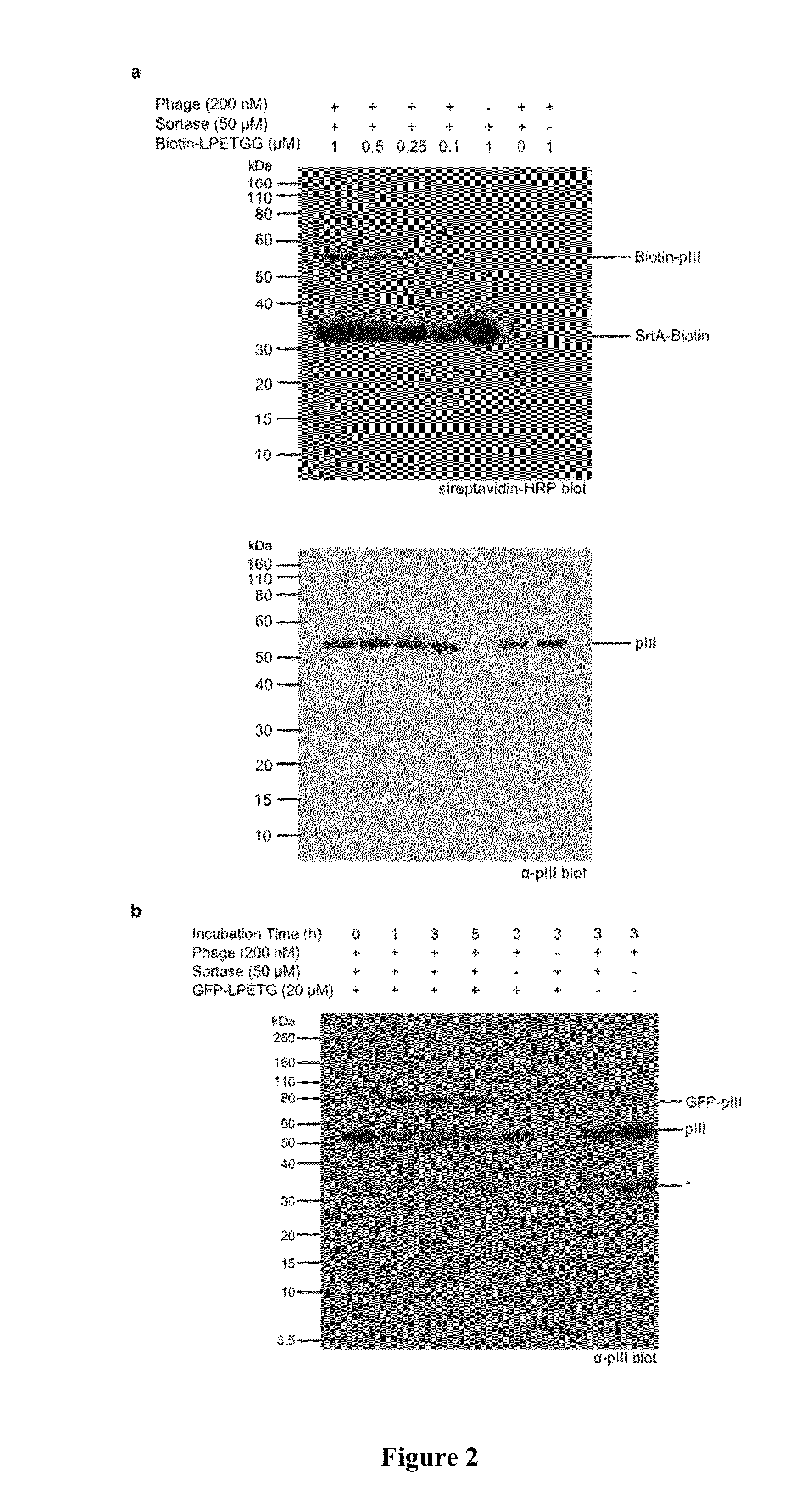 Sortase-mediated modification of viral surface proteins