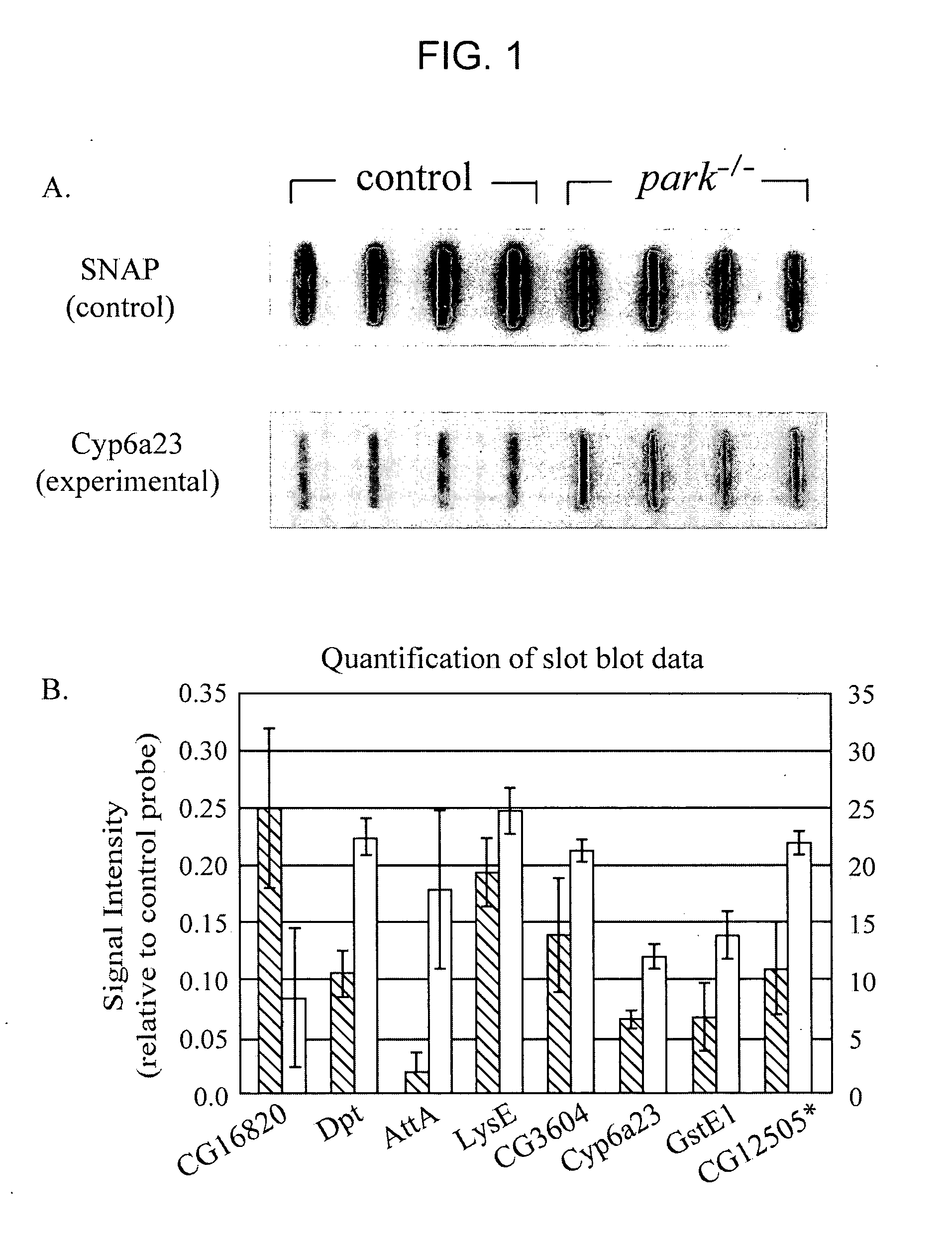 Methods and compositions for screening for modulators of neuronal cell death in Parkinson's disease