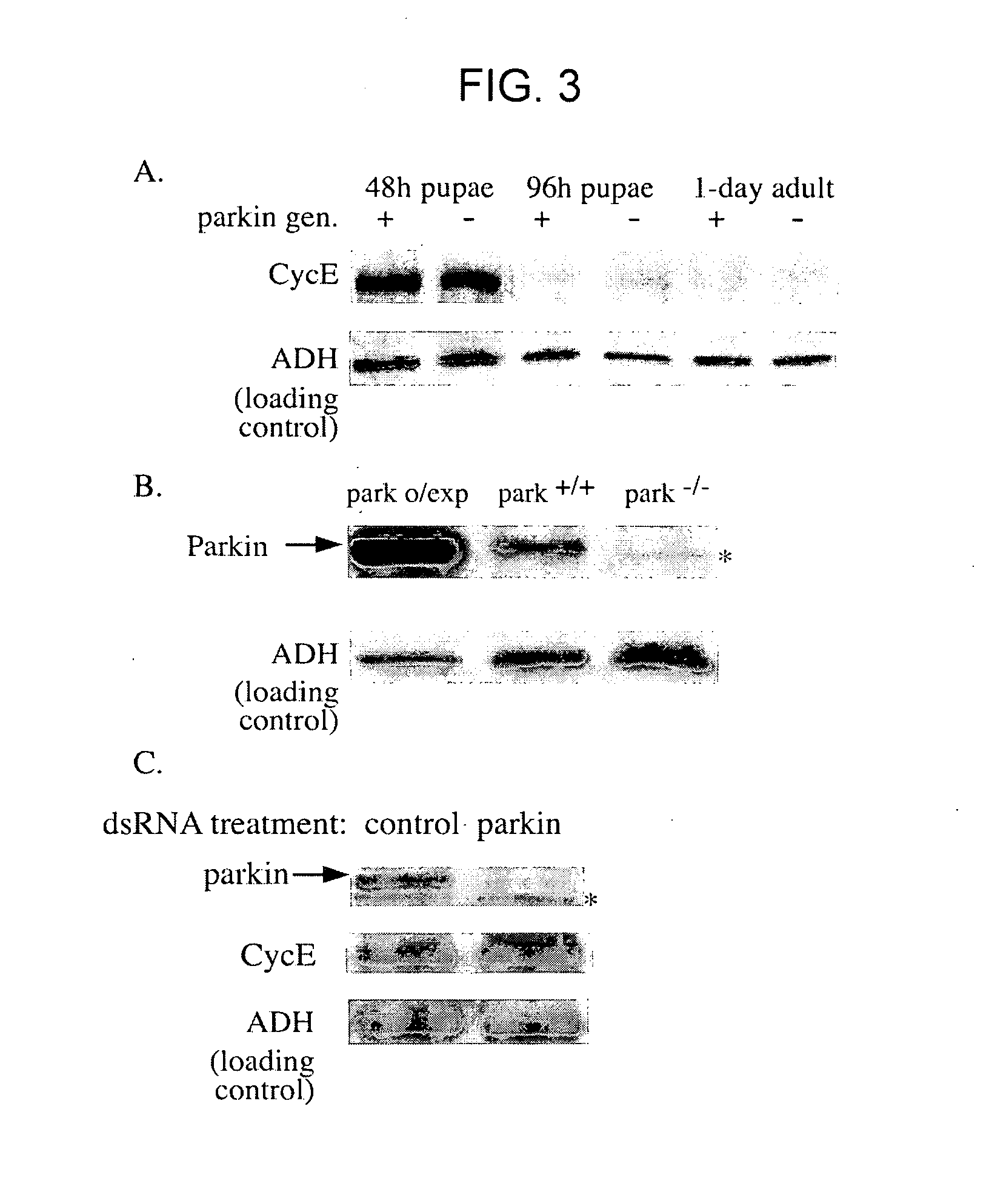 Methods and compositions for screening for modulators of neuronal cell death in Parkinson's disease