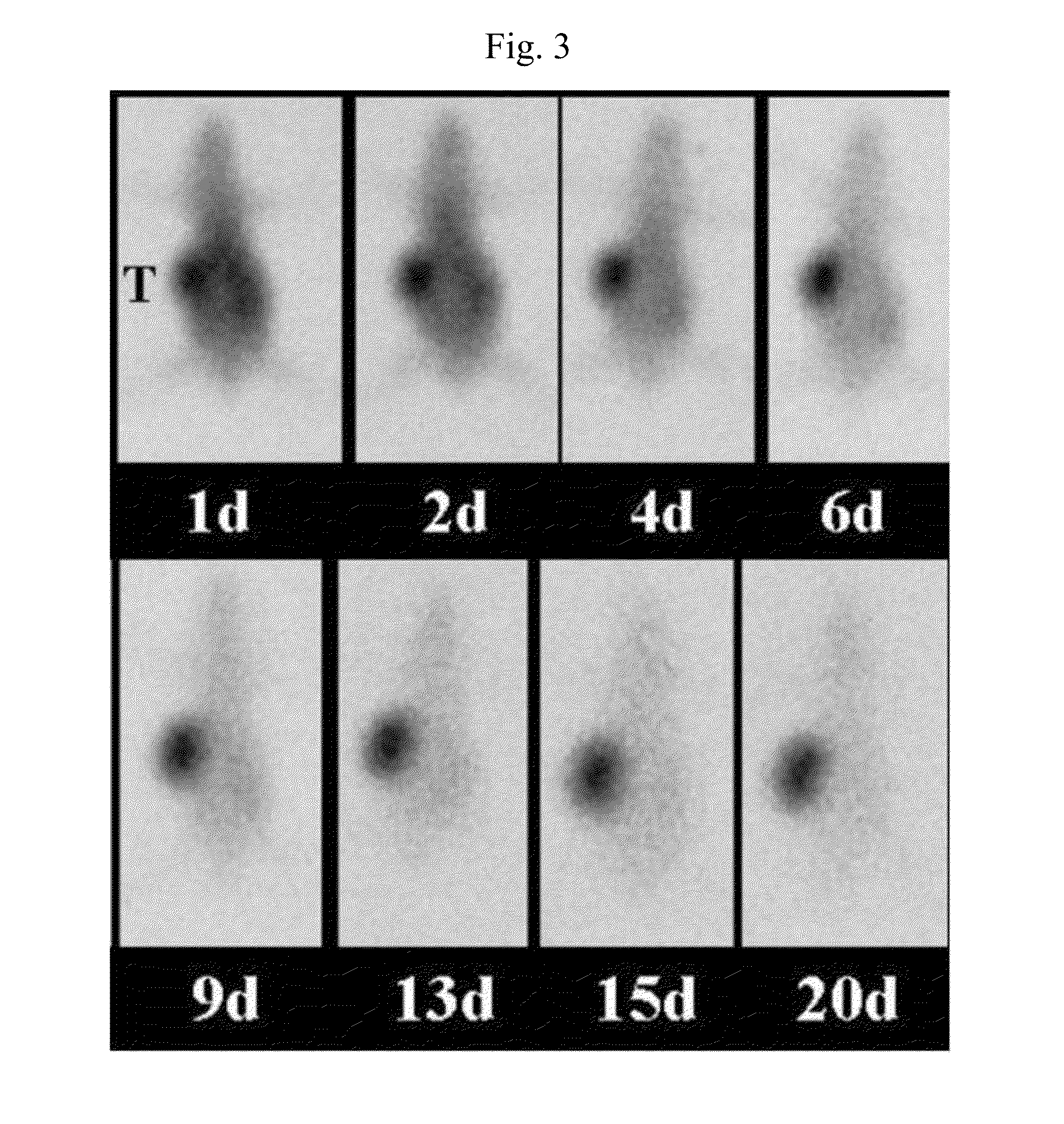 Phospholipid Ether Analogs as Cancer-Targeting Drug Vehicles