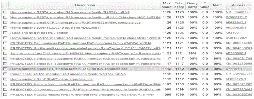 Lentiviral vector of fusion green fluorescent protein with over expression of RAB7A and EGFP genes, building method and application thereof