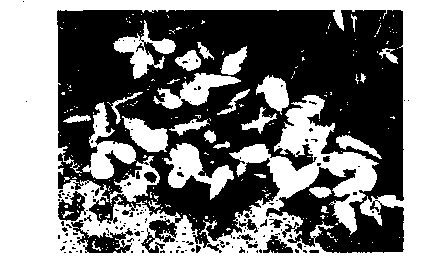 Method for quickly breaking dormancy of birch-leaf pear seeds with hydroxylamine chloride