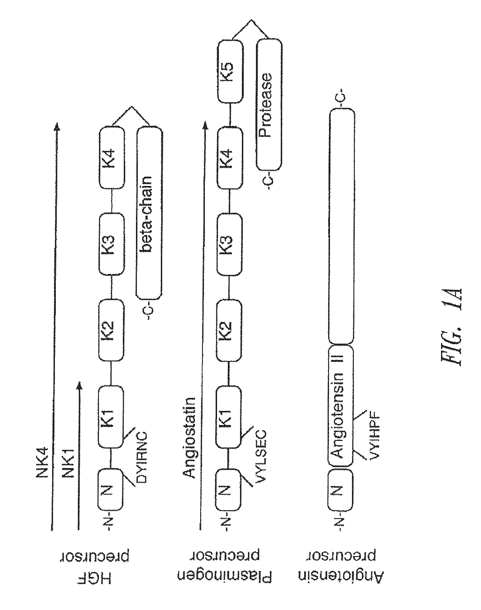 C-met receptor regulation by angiotensin iv (AT4) receptor ligands