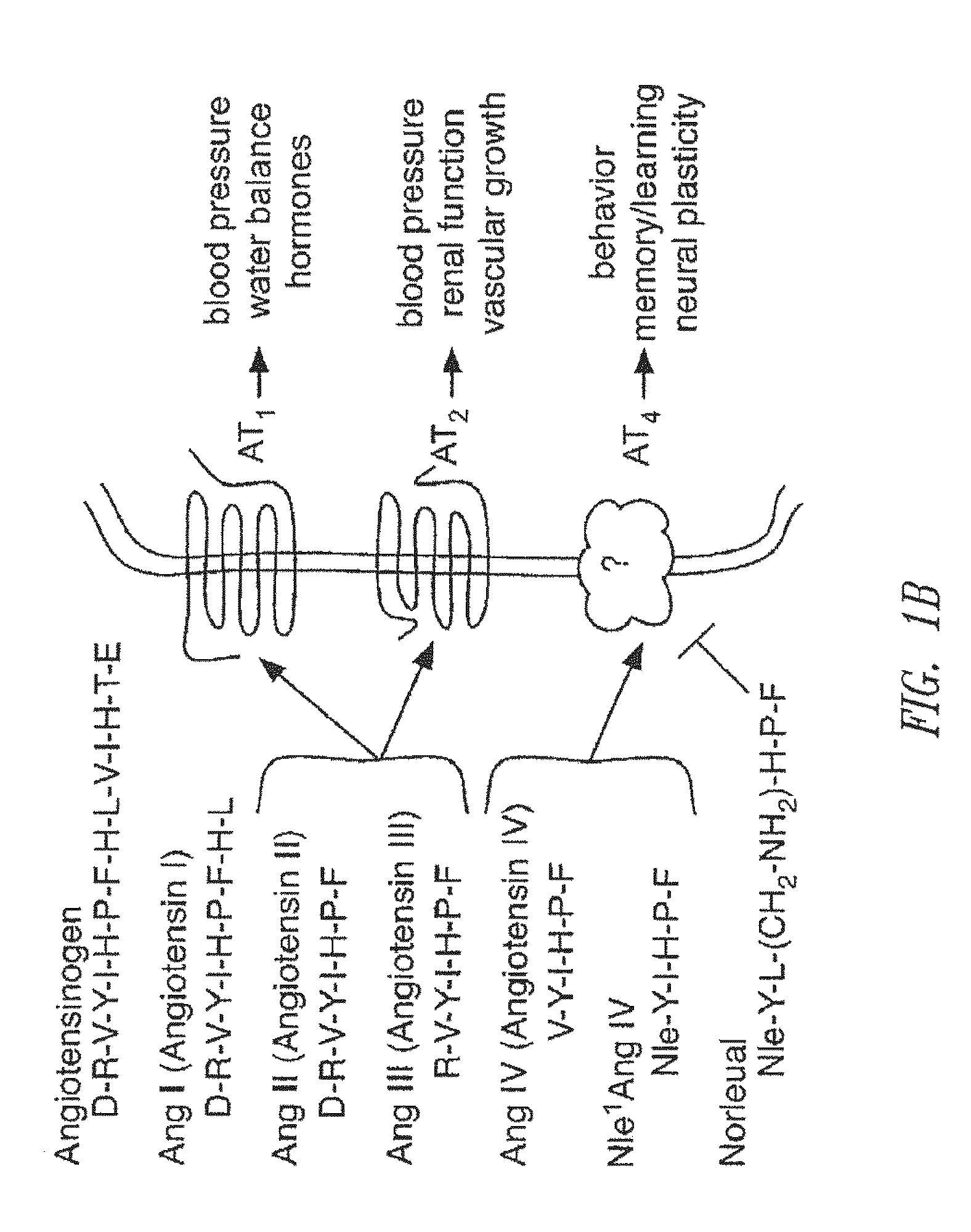 C-met receptor regulation by angiotensin iv (AT4) receptor ligands