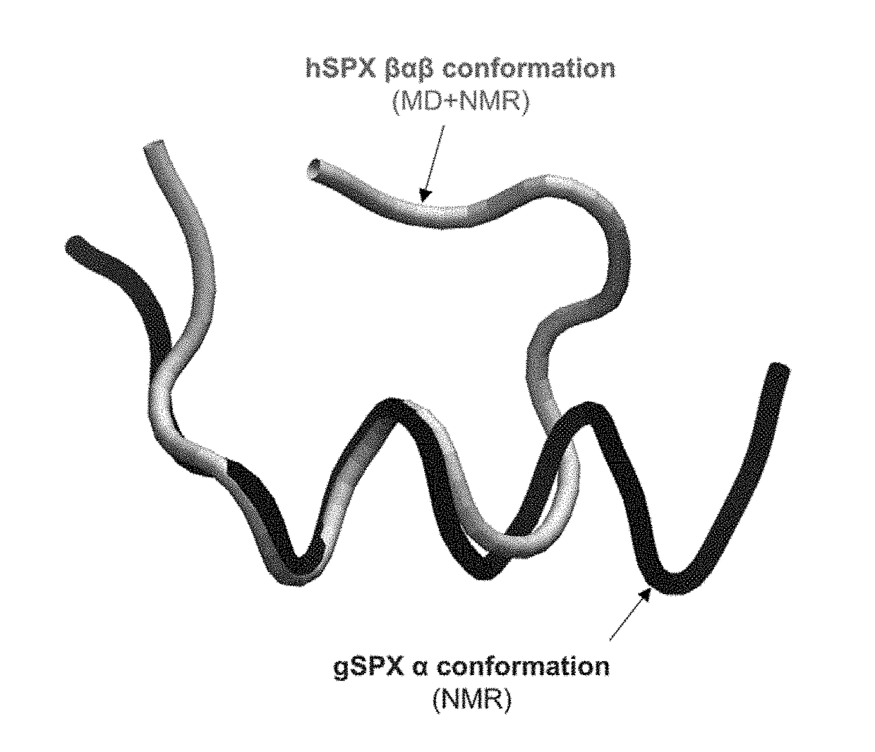 Identification of Cyclic Peptide Agonists of Galanin Receptor 2 and 3 Guided by Spexin Solution Structure