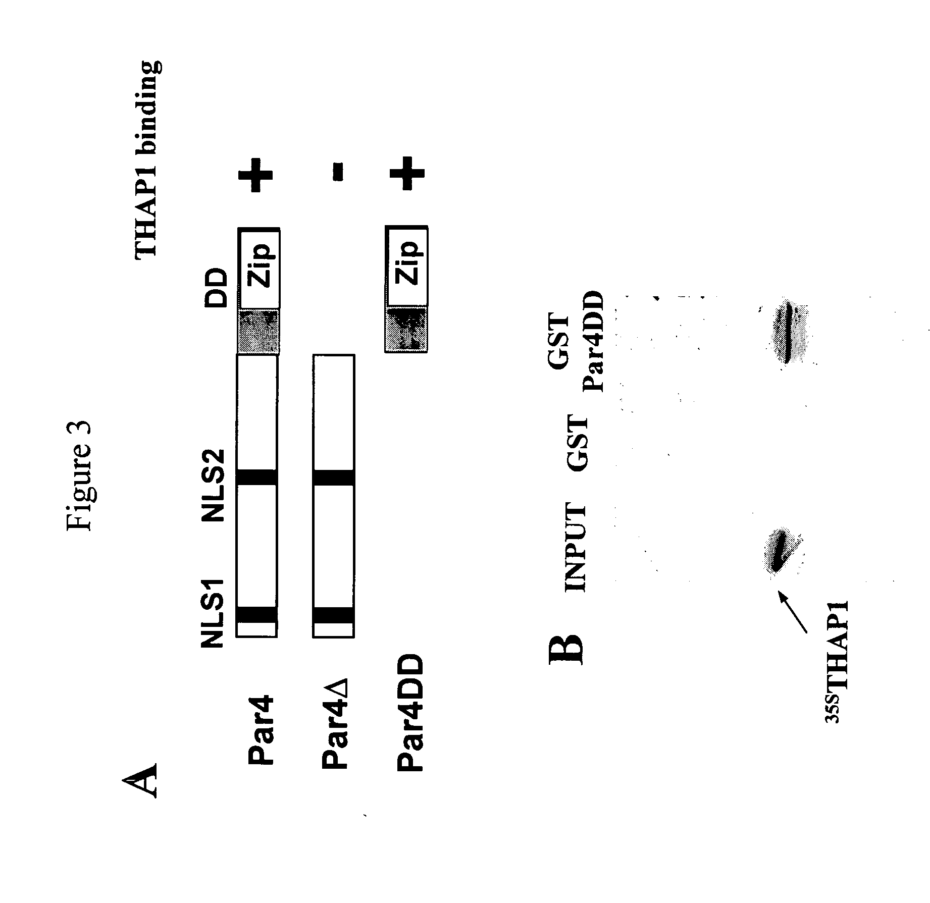 Chemokine-binding protein and methods of use