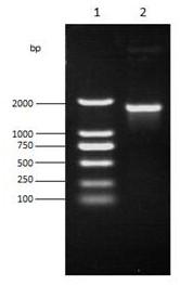 Phytoene dehydrogenase gene RKcrtI and application thereof